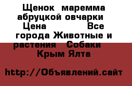 Щенок  маремма абруцкой овчарки › Цена ­ 50 000 - Все города Животные и растения » Собаки   . Крым,Ялта